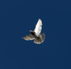 One pigeon in flight against a blue sky
