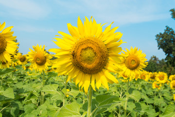 Sunflower and beautiful in the morning. / Sunflower blooming bright and beautiful morning.