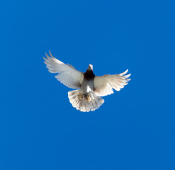Obraz premium One pigeon in flight against a blue sky