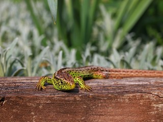 Kleines Reptil