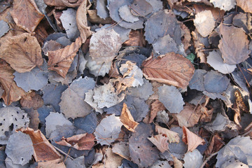 Foglie autunnali. Fuoco selettivo.