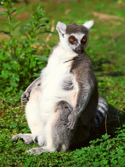 Lemur