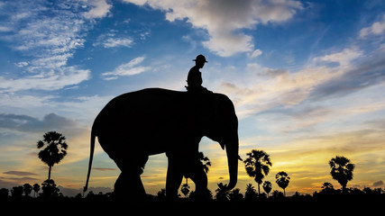 Fototapeta na wymiar Elephant at park on twilight time