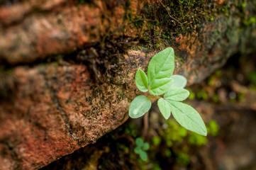 tree struggles grow on wall