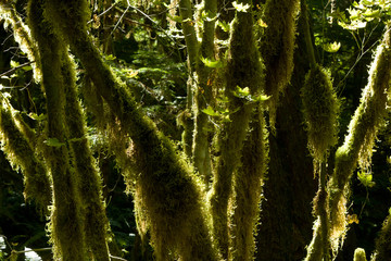 Newhalem Rainforest, North Cascades, WA, USA
