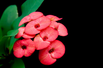 Red Euphorbia milii flower and green leafs close up on black bac