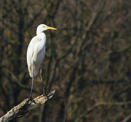 Great White Heron on  branch