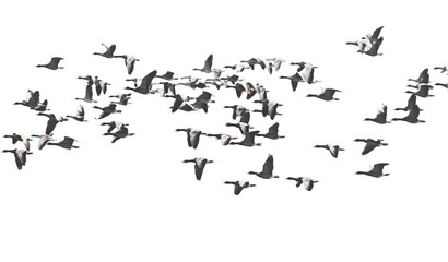 Flock of birds, White-Fronted Goose in flight, isolated on white background