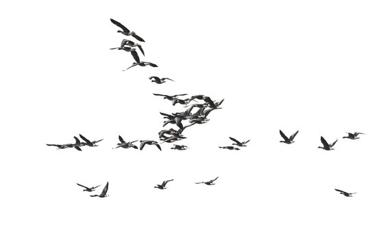 Flock of birds, White-Fronted Goose in flight, isolated on white background