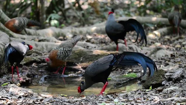 National bird of Thailand,Siamese fireback .
Thirsty birds ,male and female drinking water by a puddle which is rare in summer.Male has red face with black crest ,female is brown with black wing
