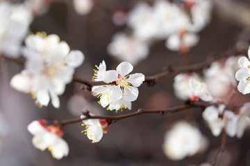 apricot flowers on a tree in nature