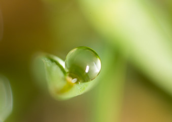 drops of dew on the green grass. macro
