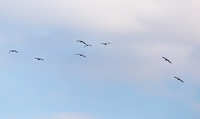a flock of birds in the sky
