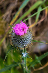 thistle in scotland higlands scottish symbol
