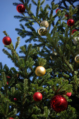 Fototapeta na wymiar Boules de Noël or et rouges dans sapin vert