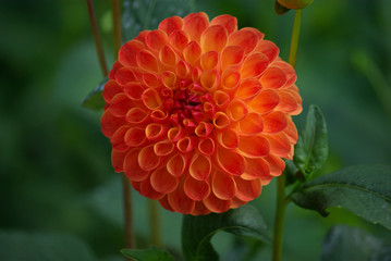 Dahlia pompon orange en été