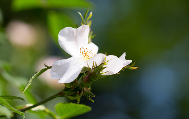 beautiful white flower on the tree in nature