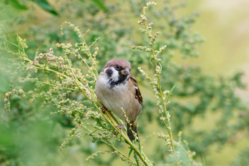 Tree Sparrow (Passer montanus) sitting on the grass.