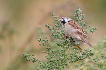 Tree Sparrow (Passer montanus) sitting on the grass.