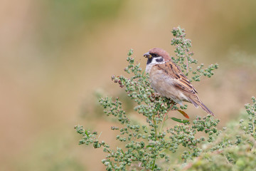 Tree Sparrow (Passer montanus) sitting on the grass.