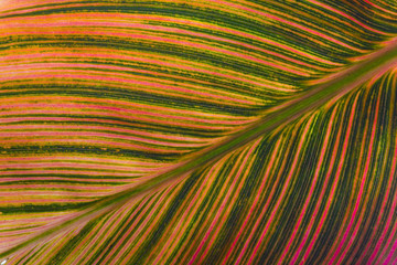 Canna Lily leaf