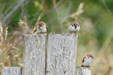 Group of Tree Sparrows (Passer montanus) sitting on the fence.