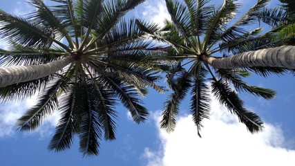 Obraz na płótnie Canvas Palm Trees