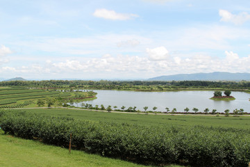 Green tea field and pond at Chiangrai,Northern Thailand.