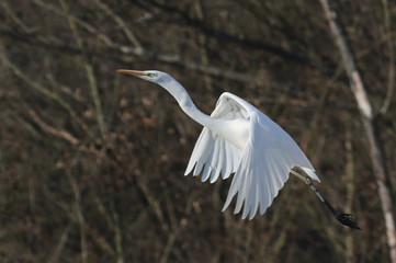 great white egret in flight