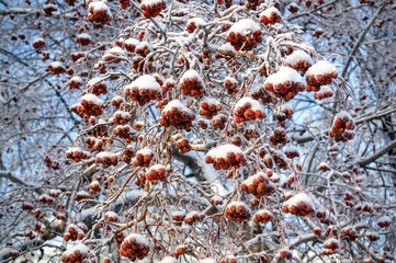 ягоды боярышника в снегу 