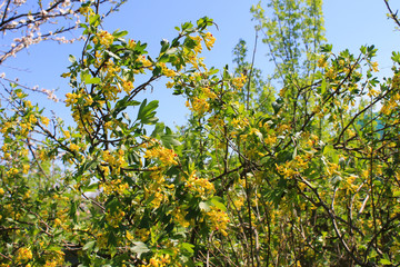 Yellow blossom of currant