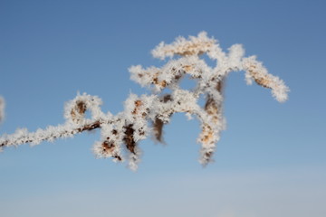 Winter. Beautiful plant with hoarfrost against the blue sky. Seasons
