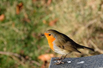 Robin perched on stone