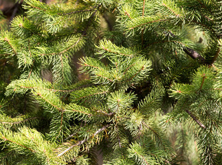 green fir tree in nature