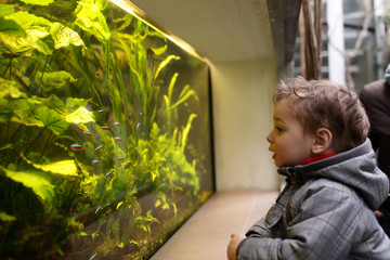 Child watching fishes