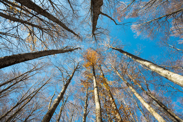 Upward perspective view of tall beech trees and yellow leaves