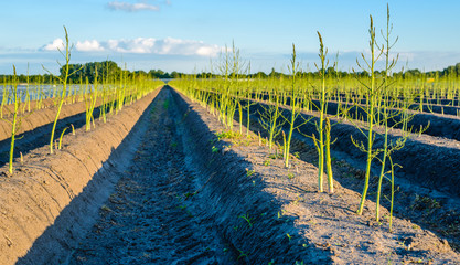 Young budding asparagus plants after the Dutch harvest season