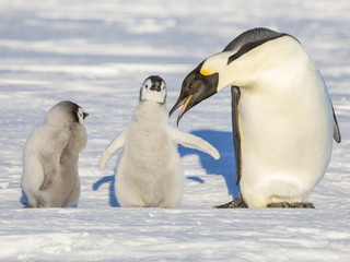 Emperor Penguins on the frozen Weddell Sea, Antarctica