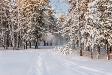 forest snow winter snowfall