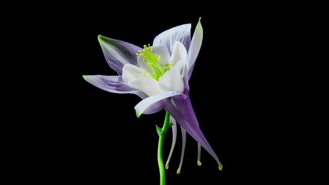 Time Lapse -  Columbine Aguilera Flower Blooming
