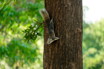 The small squirrel.