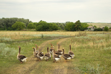 Domestic geese go to their farm