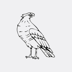 Hand-drawn pencil graphics, vulture, eagle, osprey, falcon, hawk, bird predator
