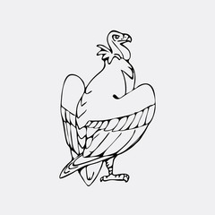 Hand-drawn pencil graphics, vulture, eagle, osprey, falcon, hawk, bird predator