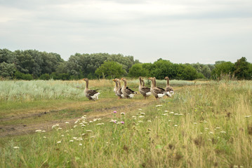 Domestic geese grazing in the meadow