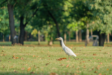 Egret foraging walk.