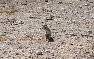 Erdhörnchen stehend