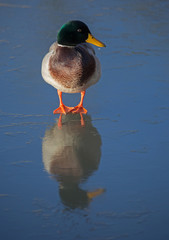 Mallard (Anas platyrhynchos), male.