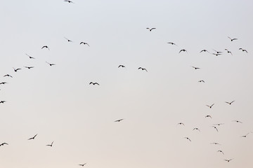 a flock of seagulls in the sky at sunset