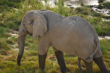 Elefant im Gras